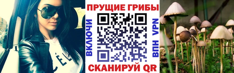 Галлюциногенные грибы Psilocybe  Кировград 
